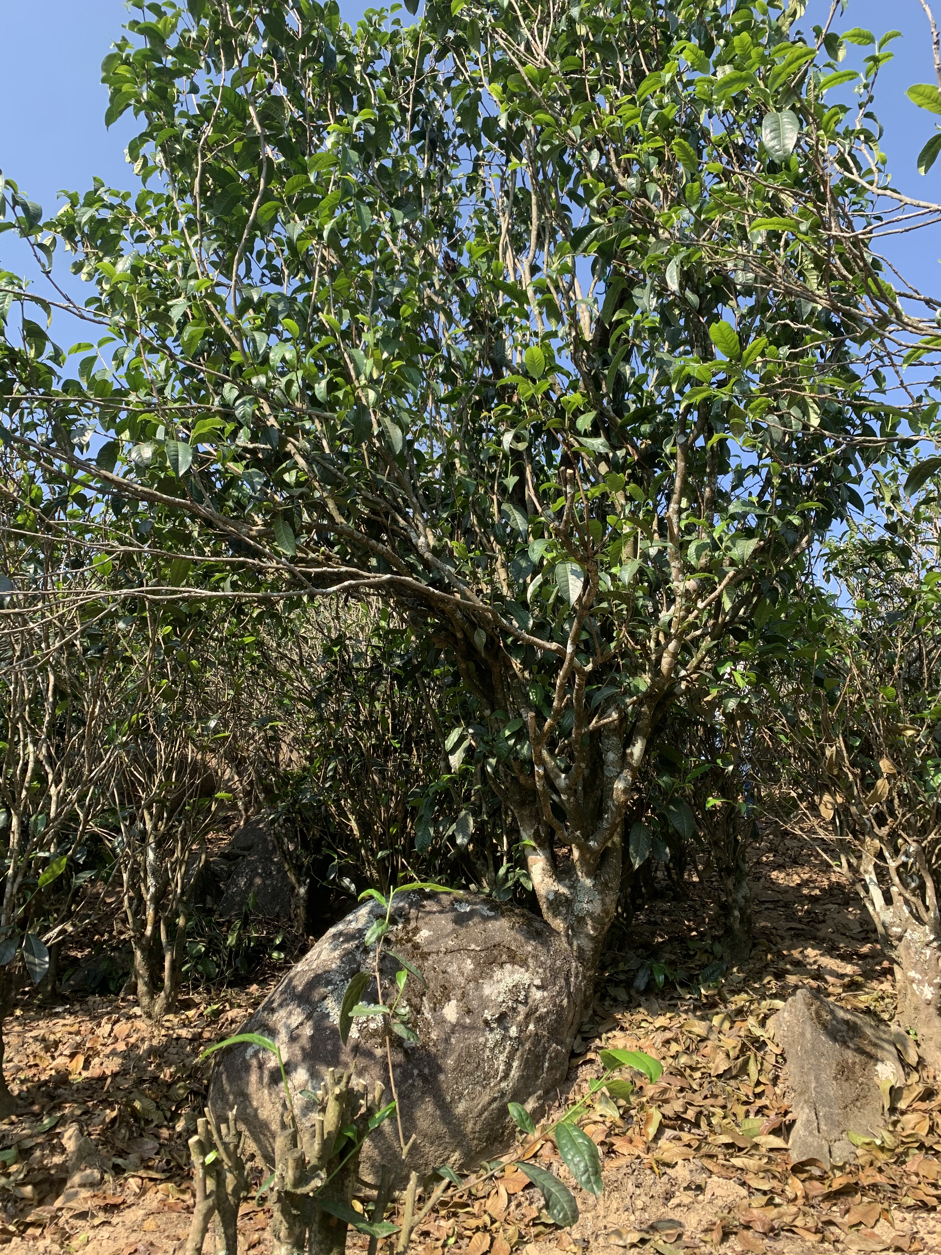 喝茶这件事完整版,喝茶这件事