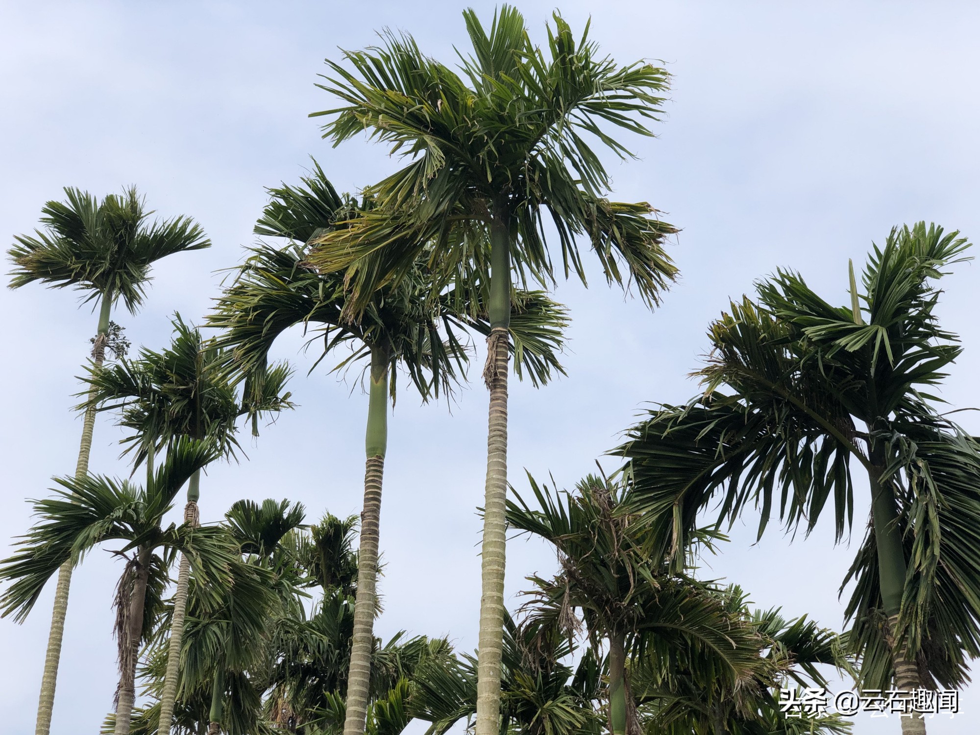 海南最畅销的槟榔 (海南畅销的槟榔)