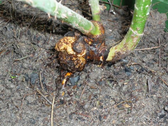 月季根瘤预防,月季根瘤传染别的植物吗