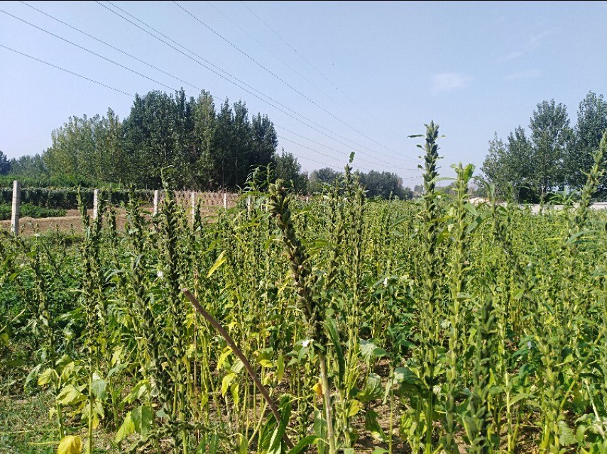 王玉：余沟初秋与老城老人