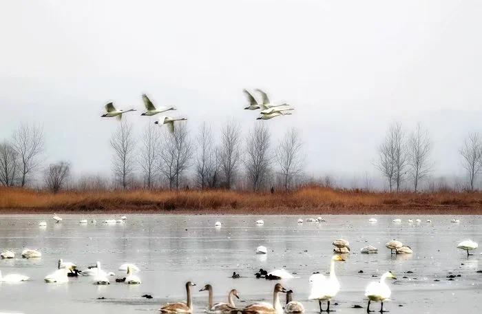 东来紫气.驿馆晨风,太华双悬.崛起河东