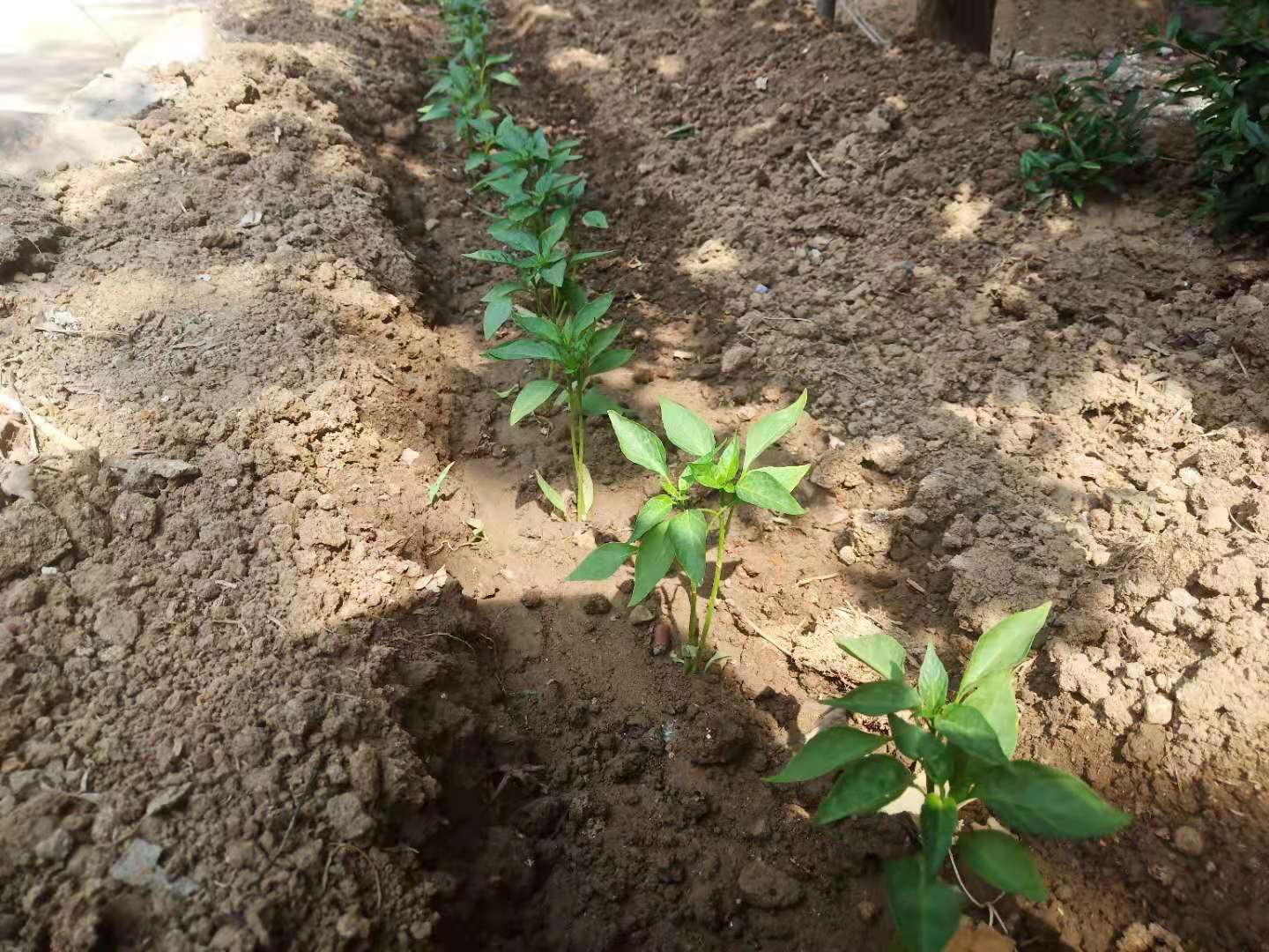 辣椒定植15天后茎基部发紫,关于露地辣椒定植的有效管理方法