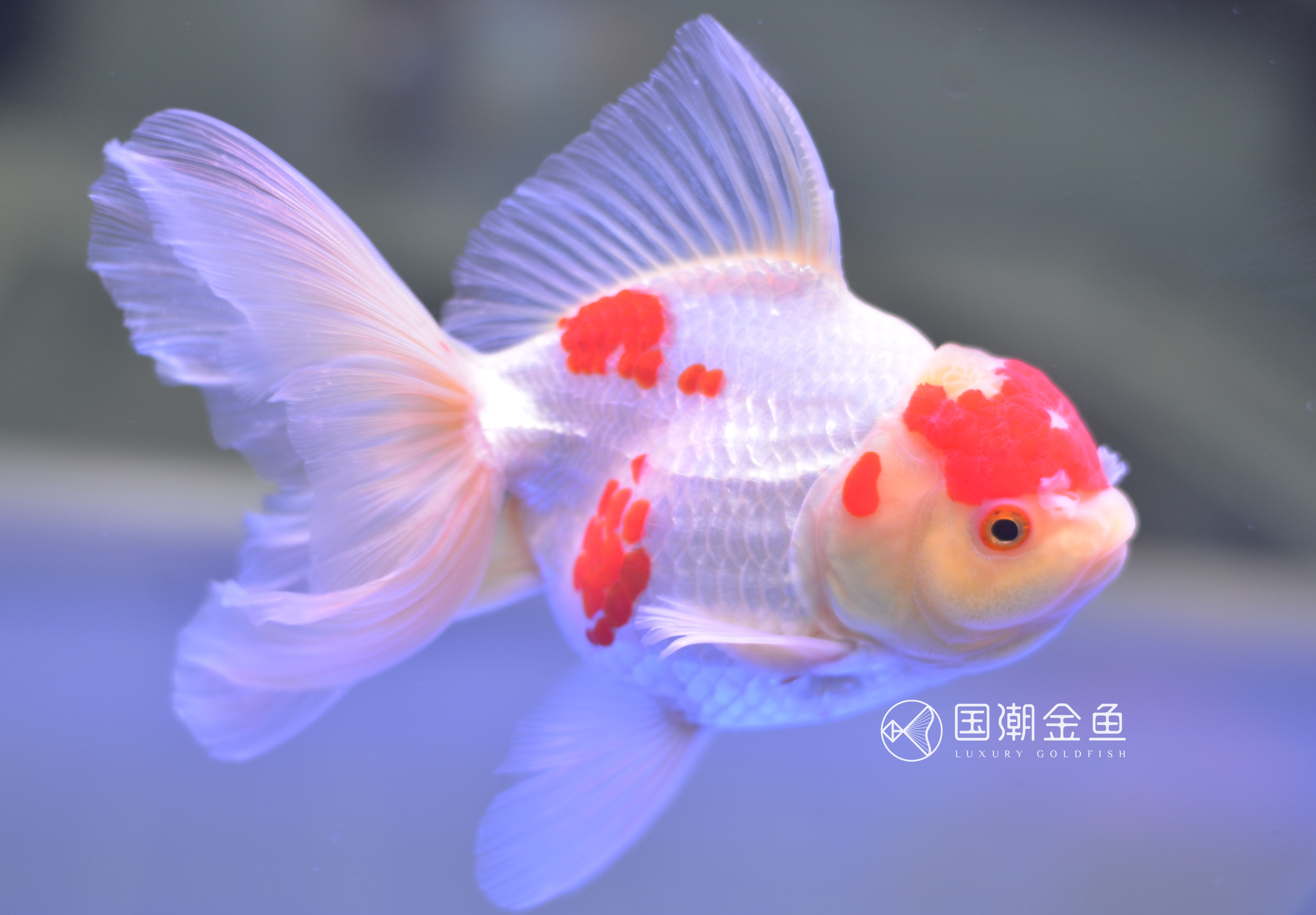 金鱼褪黑怎么回事,金鱼褪色吃什么