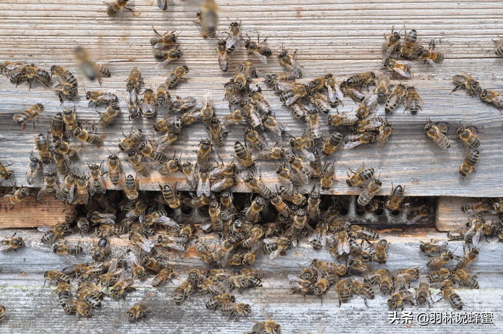 蜜蜂养殖技术分享蜜蜂管理,蜜蜂养殖技术方法与管理