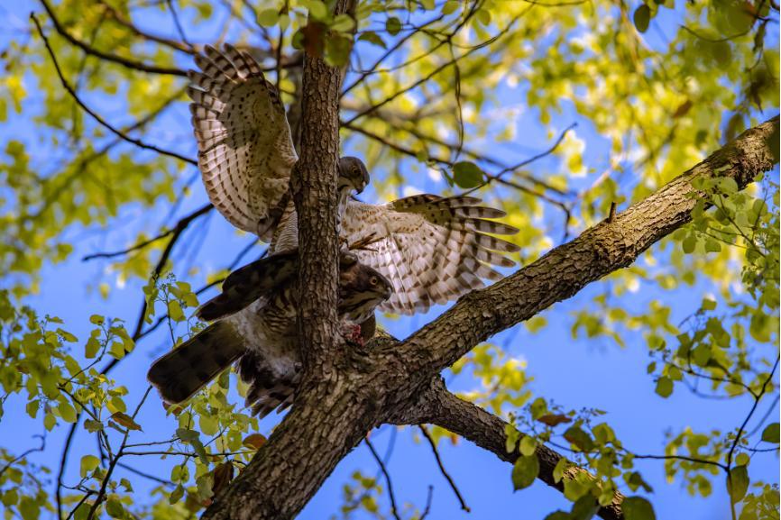 佳能eos鸟眼对焦,佳能拍飞鸟对焦最佳方法