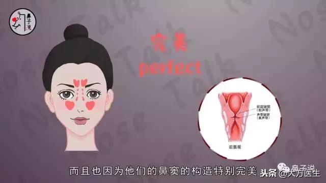 详细看一下鼻子的结构,从鼻孔形状能看出鼻子高低吗