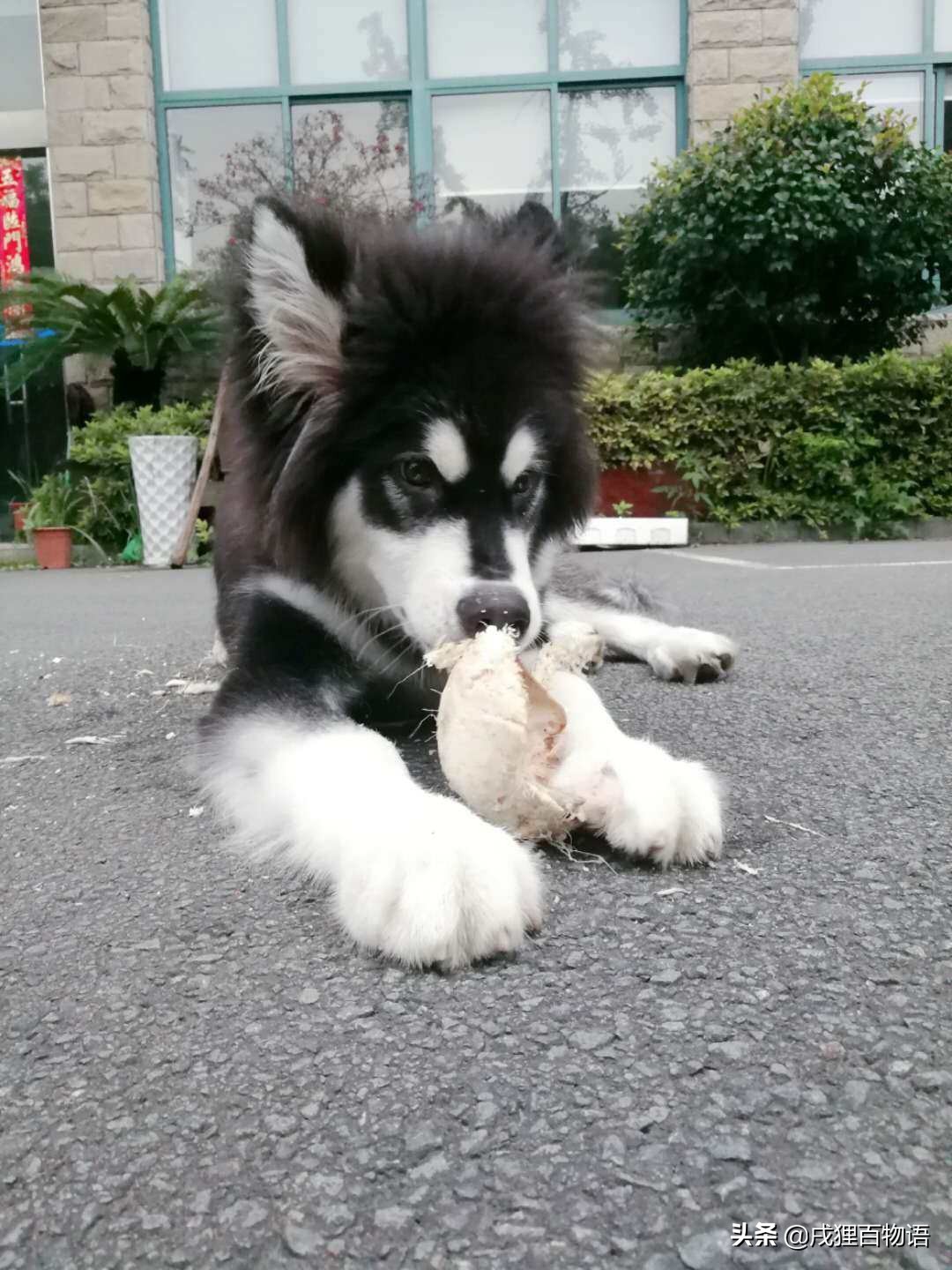 狗狗敏感容易尿怎么调整,换季狗狗肠胃敏感怎么办