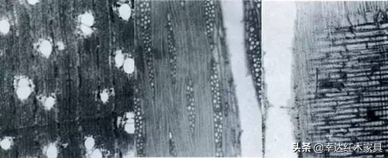 海南黄花梨和小叶紫檀手串对比,海南黄花梨和小叶紫檀对比