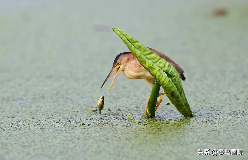 观鸟大年,观鸟大年免费
