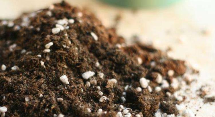 种植技巧学习,种植花卉应该怎么开始学