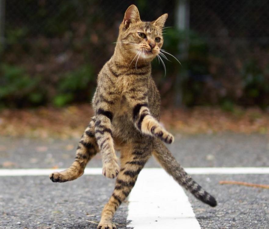 猫咪大战争功夫猫值得买吗,猫咪大战争打三阶功夫猫