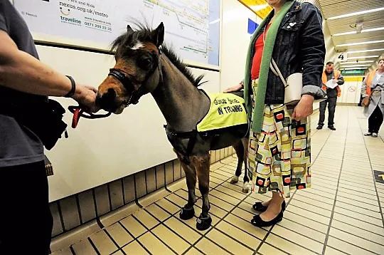 导盲马寿命有多长,导盲马可以看多远