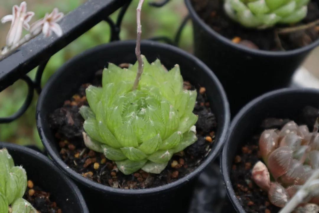 适合南方比较好养的12款多肉,养一年就开花的多肉品种