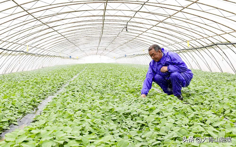 内蒙古乌兰察布市马铃薯种植过程,乌兰察布马铃薯种植基地联系方式