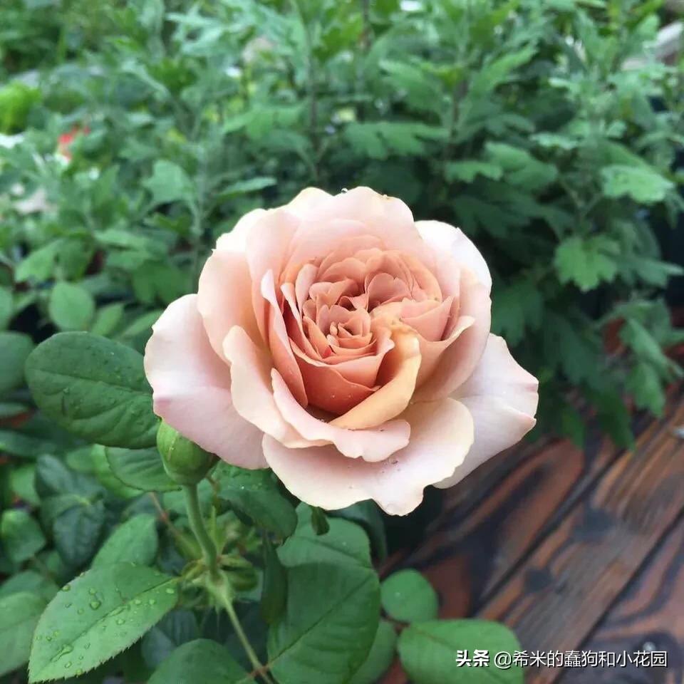 苦尽甘来栀子花,苦尽甘来推荐