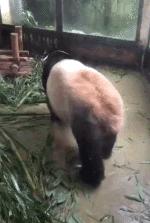 搞笑动图gif图片合集,搞笑动图gif微信可爱表情包