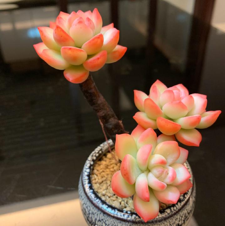 最强大脑水哥亲自做题,最强大脑水哥营养液