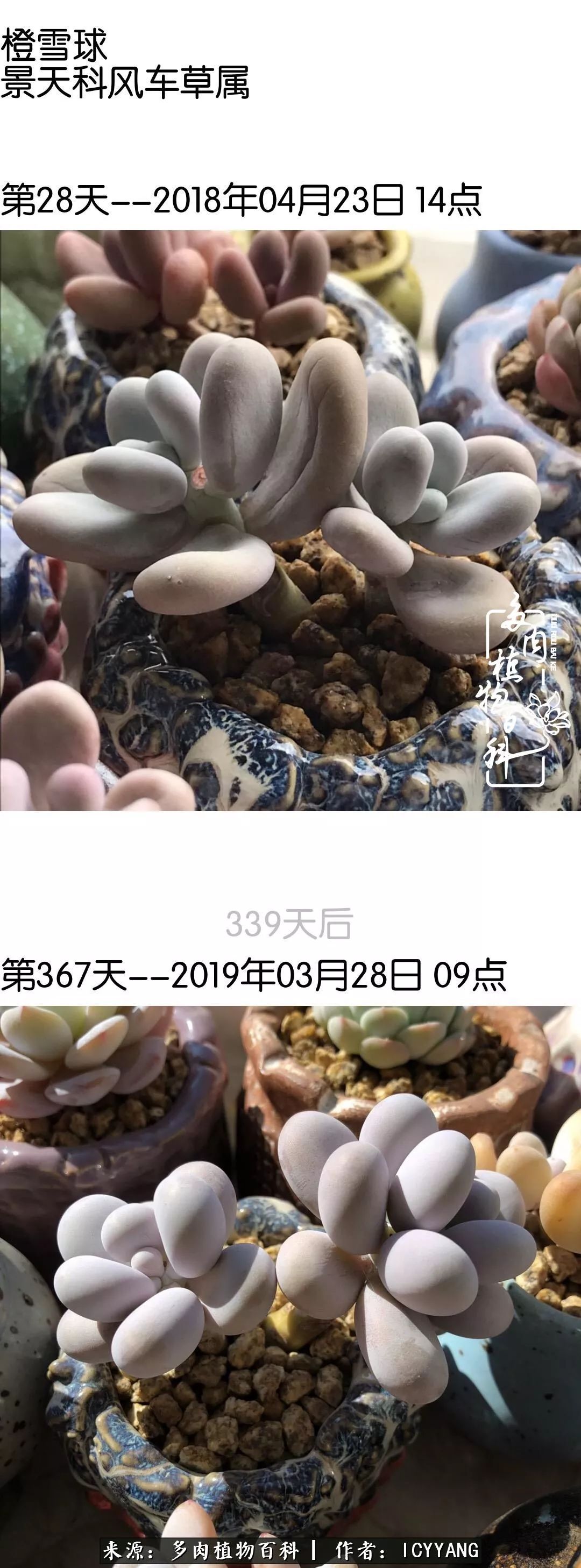 室内阳台多肉的养护方法,景天多肉养护