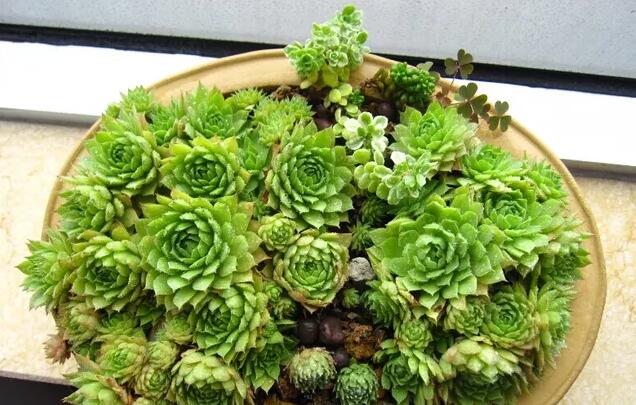 多肉观音莲怎么养最好,多肉观音莲养护技巧和方法