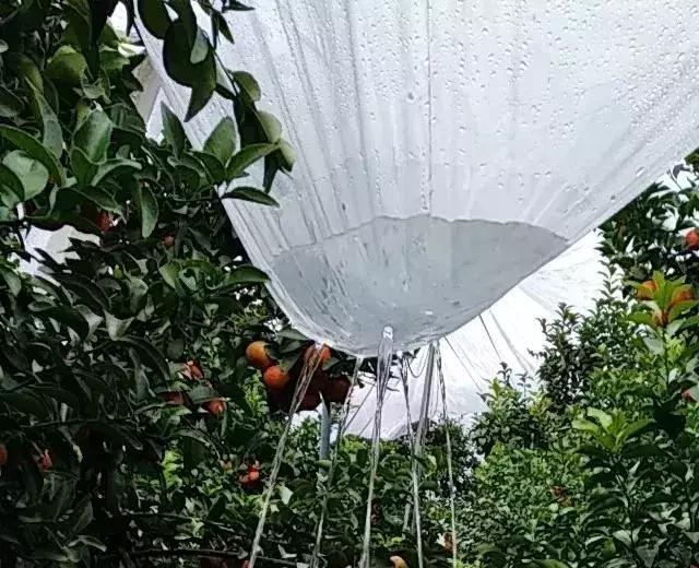 柑橘盖薄膜和不盖薄膜的区别,柑橘盖膜效果怎么样