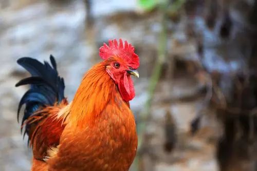 民间故事引魂鸡下集,引魂鸡真实故事