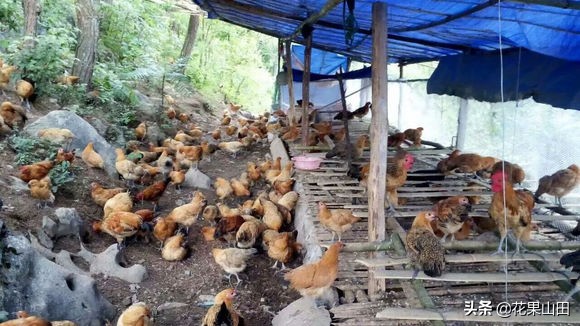 深山老林养殖鸡鸭鹅,深山老林养鸡需要喂食吗