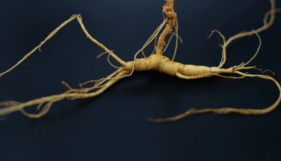 中药的起源发展英语,中药的起源和中药的发展