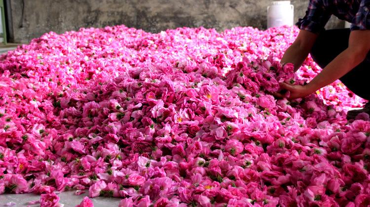 玫瑰花人人都喜欢,玫瑰有刺为什么人人喜欢