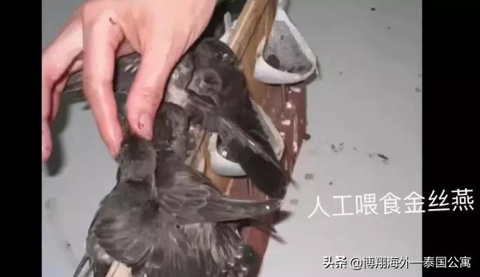 泰国燕窝比马来好些吗,印尼燕窝和马来西亚燕窝区别