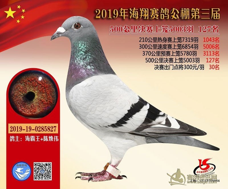 海霸王詹森纪录,冠霖公棚2017年获奖鸽欣赏