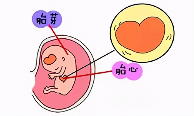 受孕卵没有成功着床是什么原因,明明怀孕为什么宫内没有孕囊