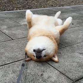 推荐你养这几种狗聪明又招财,这几种狗越养越值钱