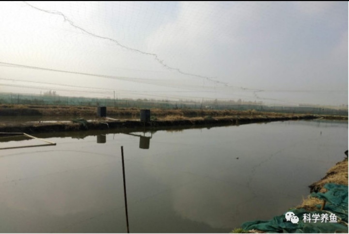 庄稼汉泥鳅养殖是骗局吗,汉川泥鳅养殖技术