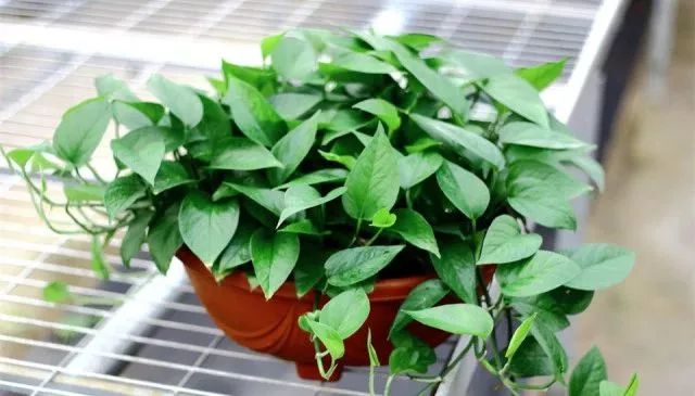 谁说绿萝知识浇浇水?很多人都养错了,绿萝应该这么养