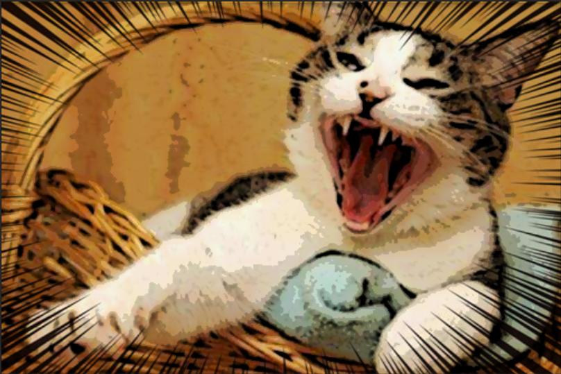 怎么调整猫咪的生物钟 (猫生物钟)