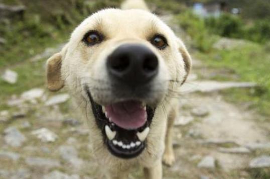 狗狗体外驱虫主要驱什么虫,狗狗体内驱虫后还是有虫怎么办