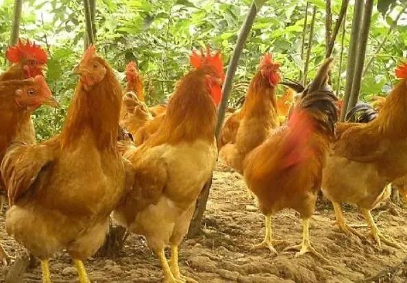 鸡嗉囊肿大很软怎么回事,鸡嗉囊胀气怎么治疗