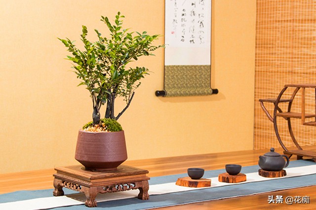 小叶紫檀的盆栽是真的么,小叶紫檀盆栽和黑骨茶盆栽的区别