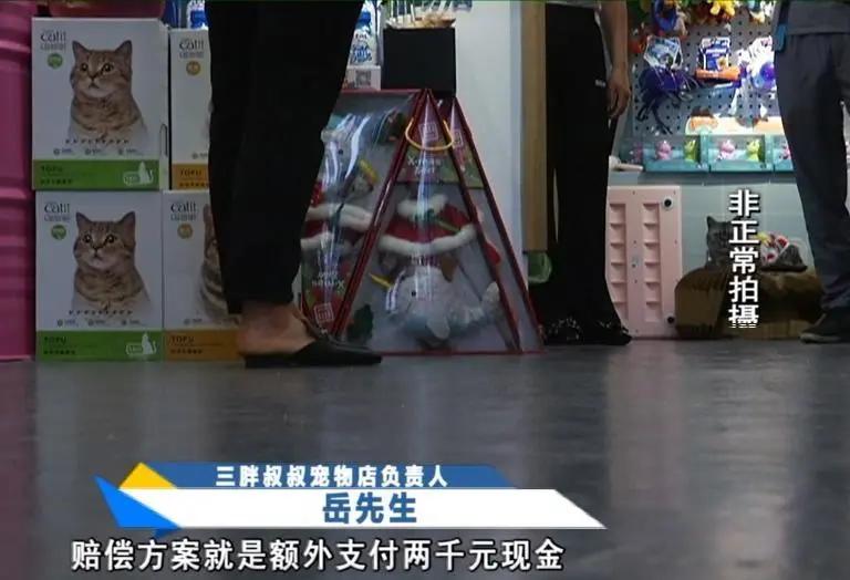 寄养“恶霸”离奇暴毙，医生说，可能是热的……