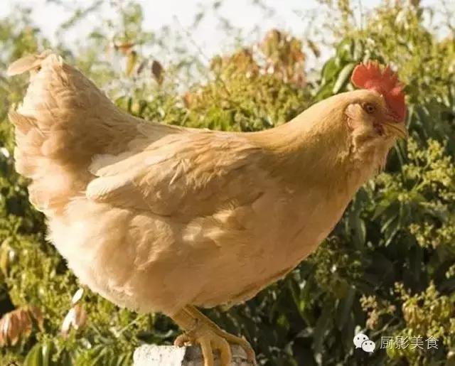 全世界的鸡都在这了，有你认识的吗？