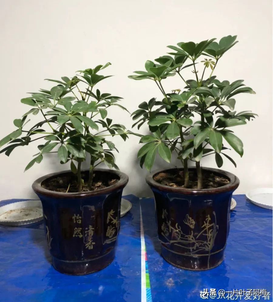 5个植物最招财,能开花又好养的植物又有寓意