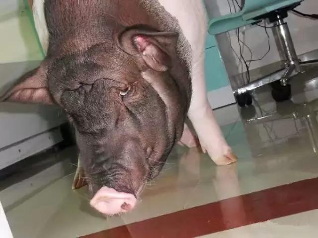 小香猪养到300斤被学校发现,小香猪养到300斤商家表示可以退货