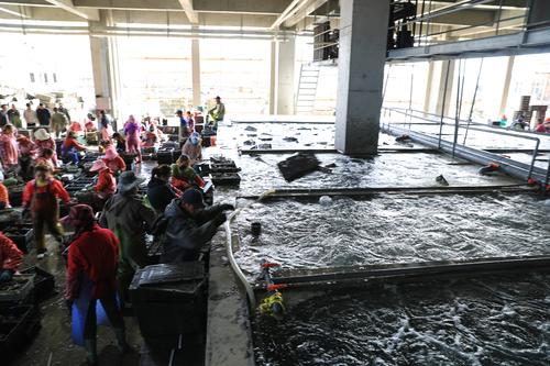 鲍鱼养殖致富经,人工养殖大鲍鱼