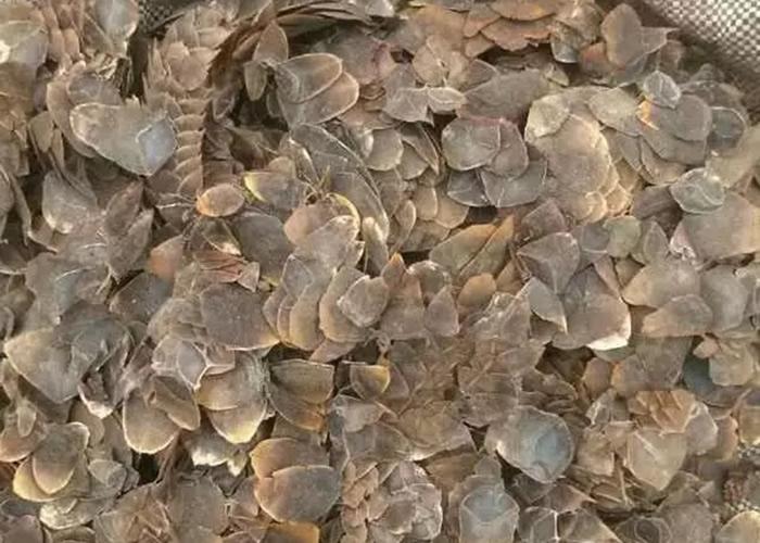 中华穿山甲的生存现状,关于中华穿山甲现在的情况