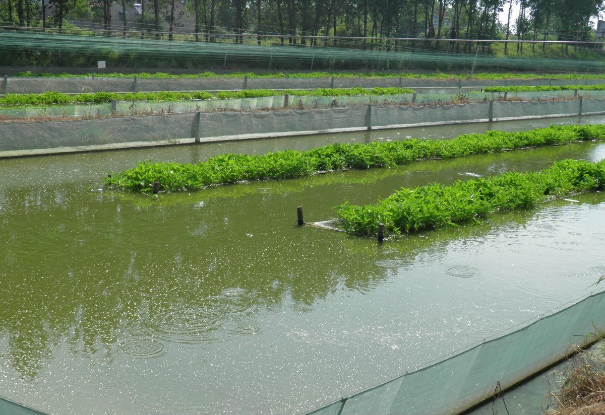 山东泥鳅养殖前景与利润如何,泥鳅养殖技术及方法