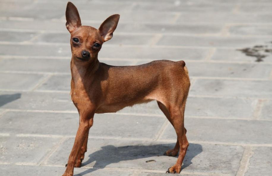 建议穷人养的10种宠物狗推荐,哪种宠物狗好养不易生病