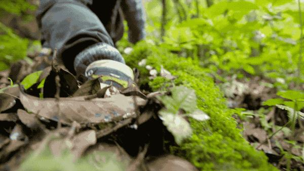 吃毒菇、睡蛇窝，只为挖一堆草，这个重庆博士要做当代神农