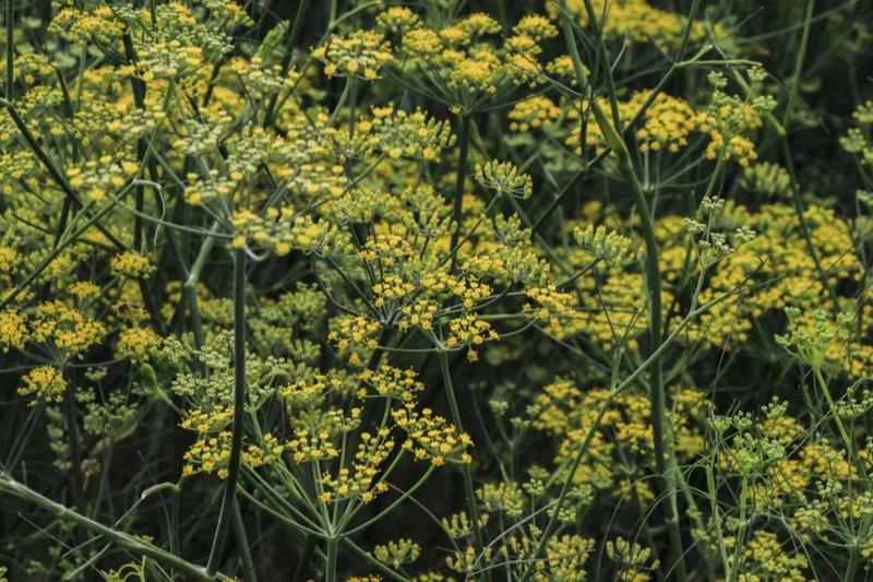 【民勤茴香梦里回乡】茴香