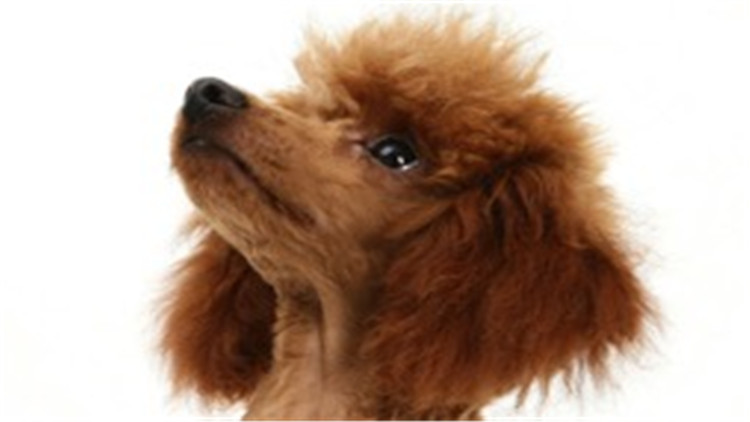 怎么养贵宾犬的方法大全,贵宾犬怎么养最好