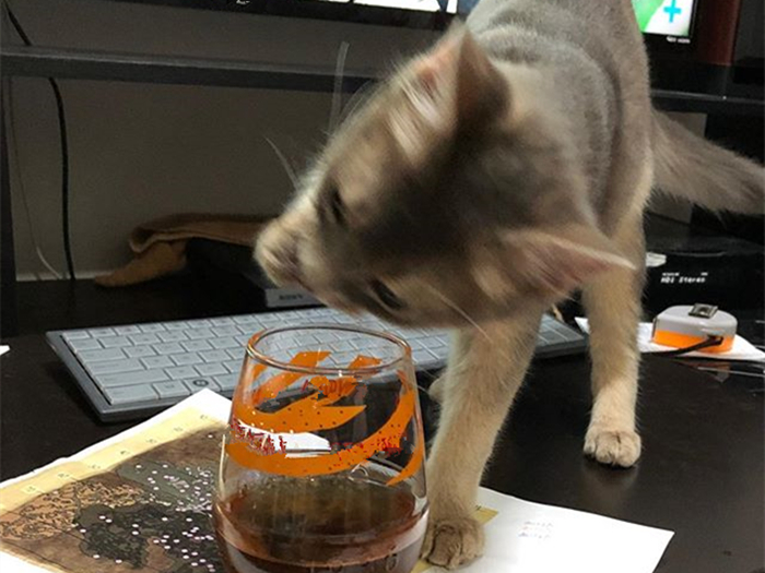 猫咪好奇的看铲屎官,猫咪喜欢对着铲屎官喷口水